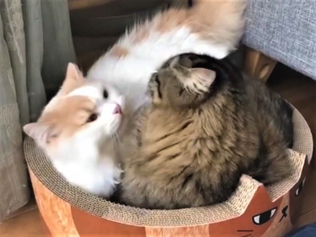 毛づくろいをする猫