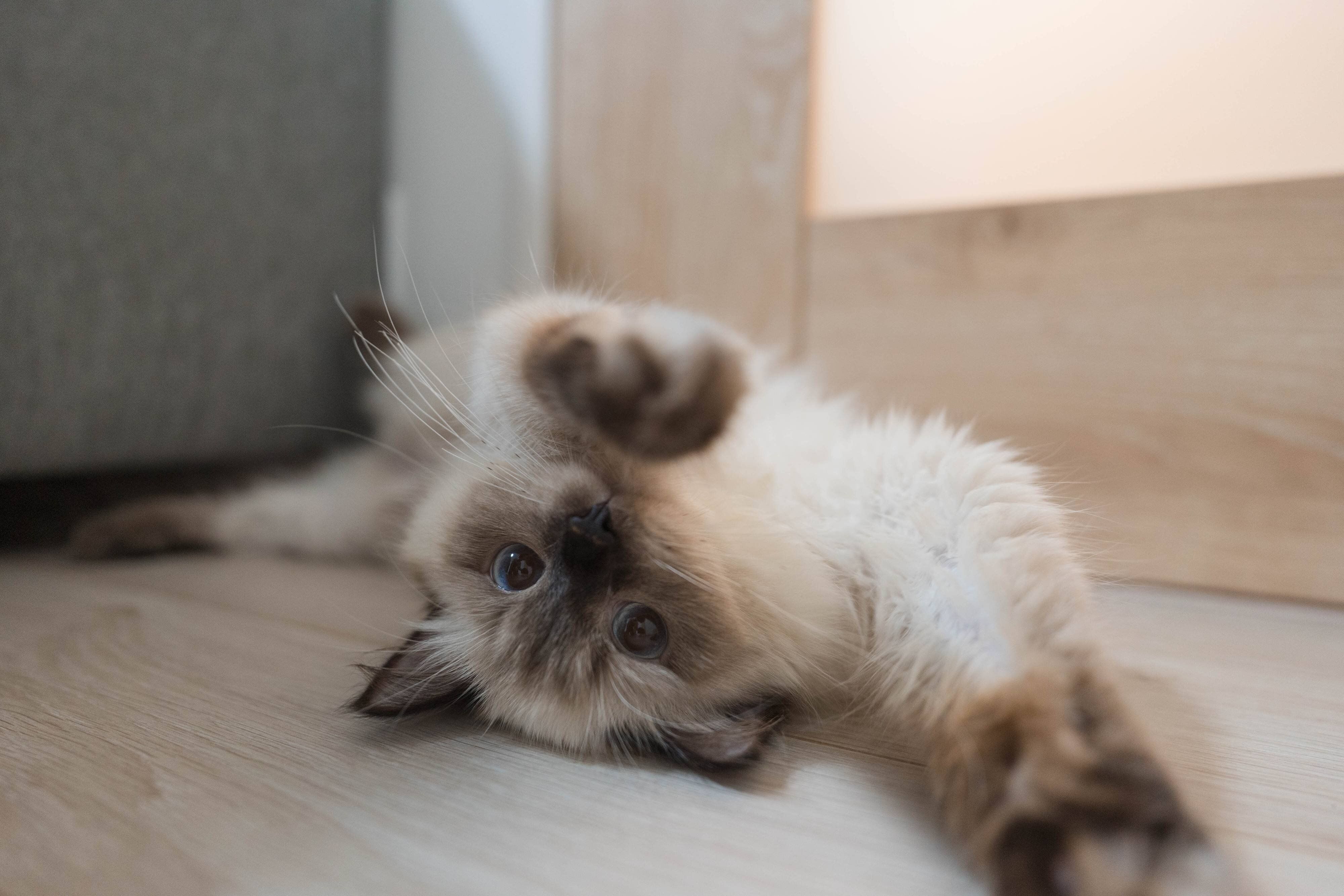 寝転がるつくしちゃん