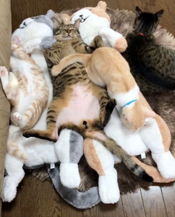 ぬいぐるみに紛れて寝る猫