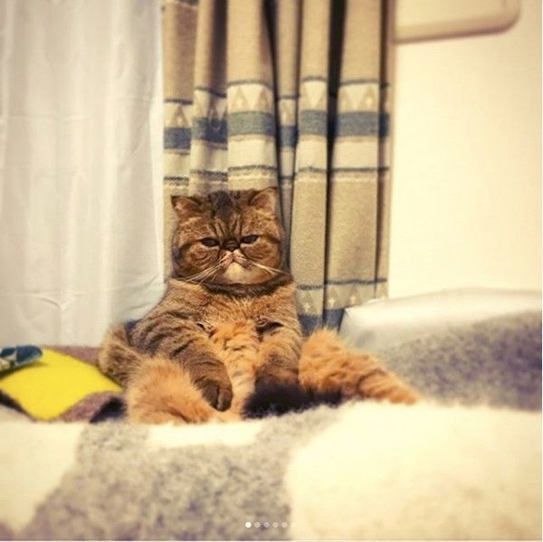 エキゾチックショートヘアー