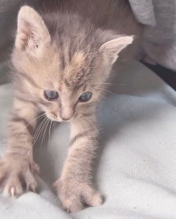 飼い主さんの家ですくすくと成長するコユビちゃん