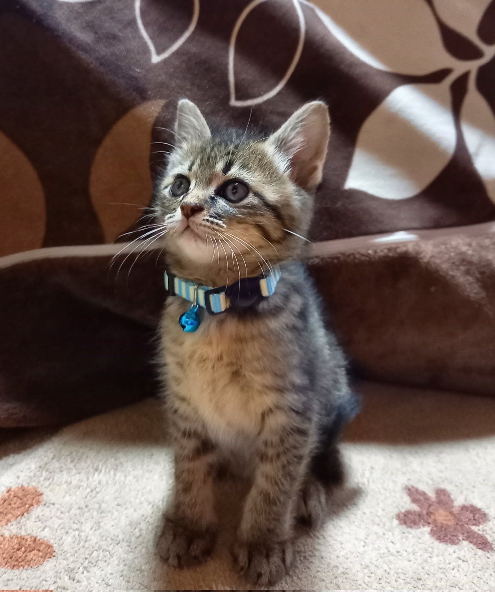 お迎え数日後の子猫