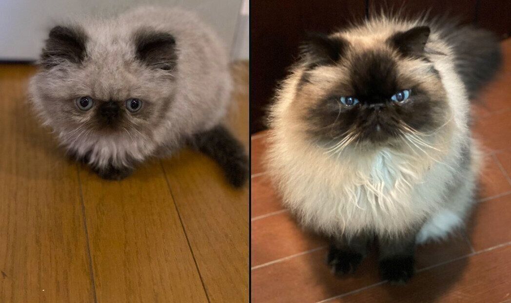 むぎくんの成長ビフォーアフター