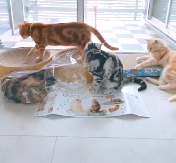 「爪とぎ器」を新調してもらったアメリカンショートヘアとミヌエット