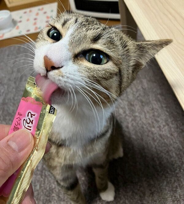 おやつを食べるもん吉くん