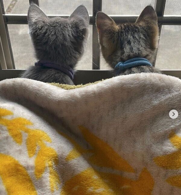 外を見るふくくん、てんくん