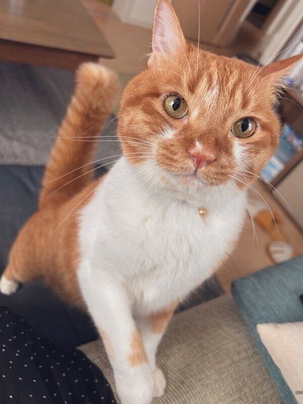 オヤツが欲しいとアピールをするごま太郎くん