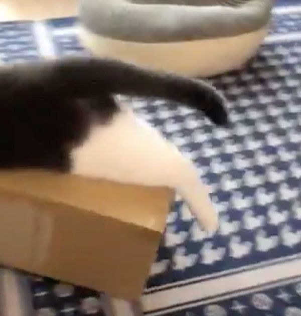 ボールを追いかけるつぐまるくん