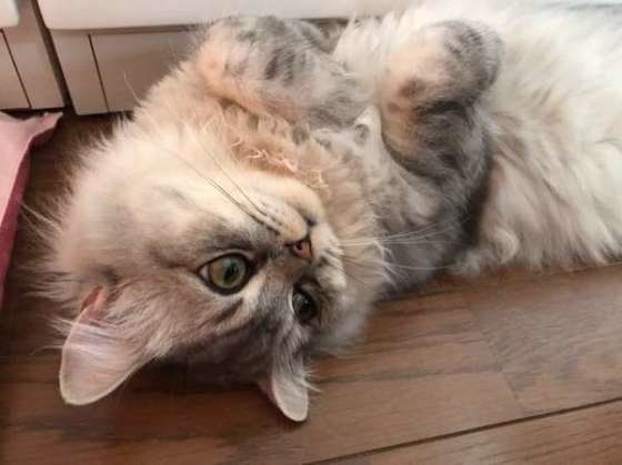 ごろんとなるスコティッシュフォールド・ロングヘア