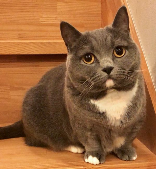 ビールの空き箱が好きな猫