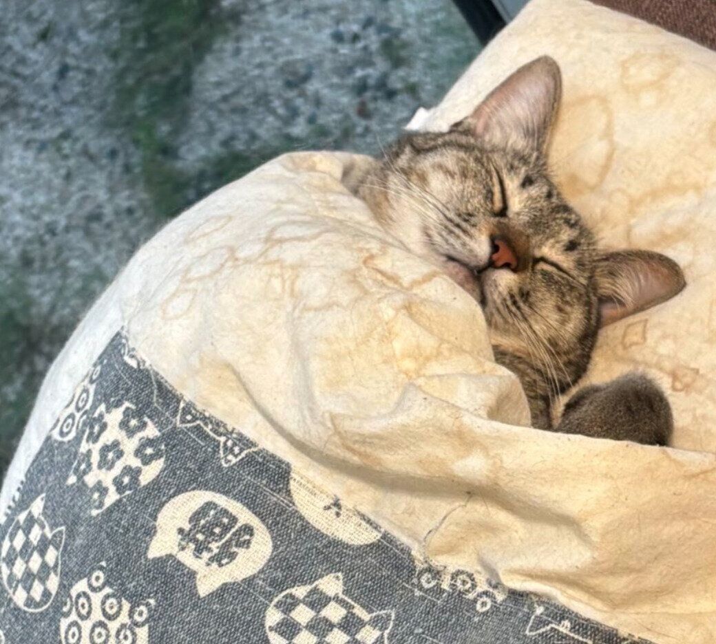 気持ちよさそうに眠るふうかちゃん