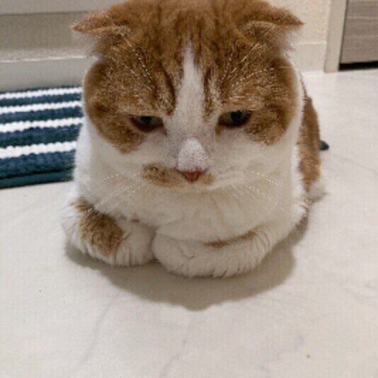 スコティッシュフォールドの小鉄くん