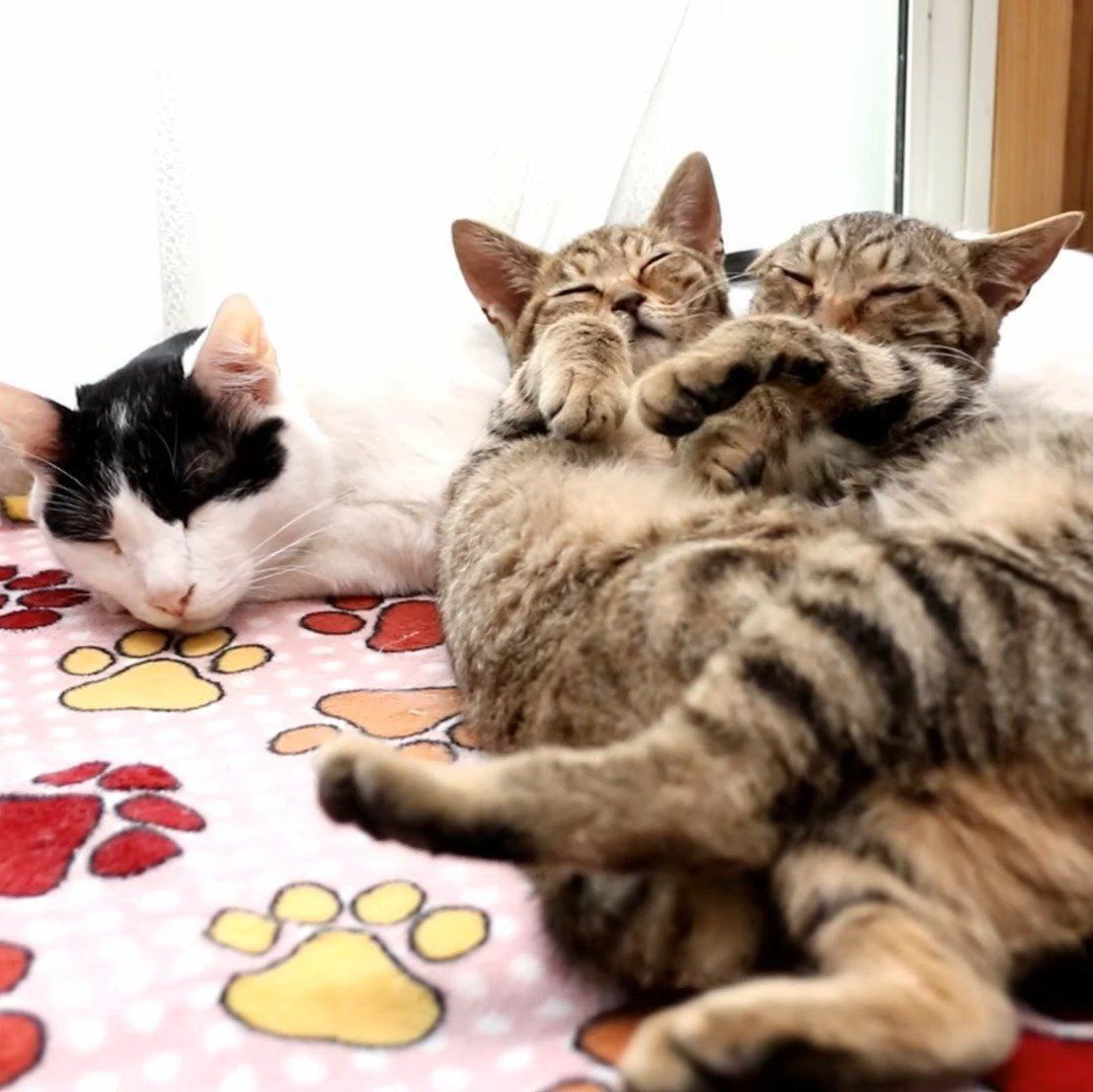 かわいすぎる3ショット