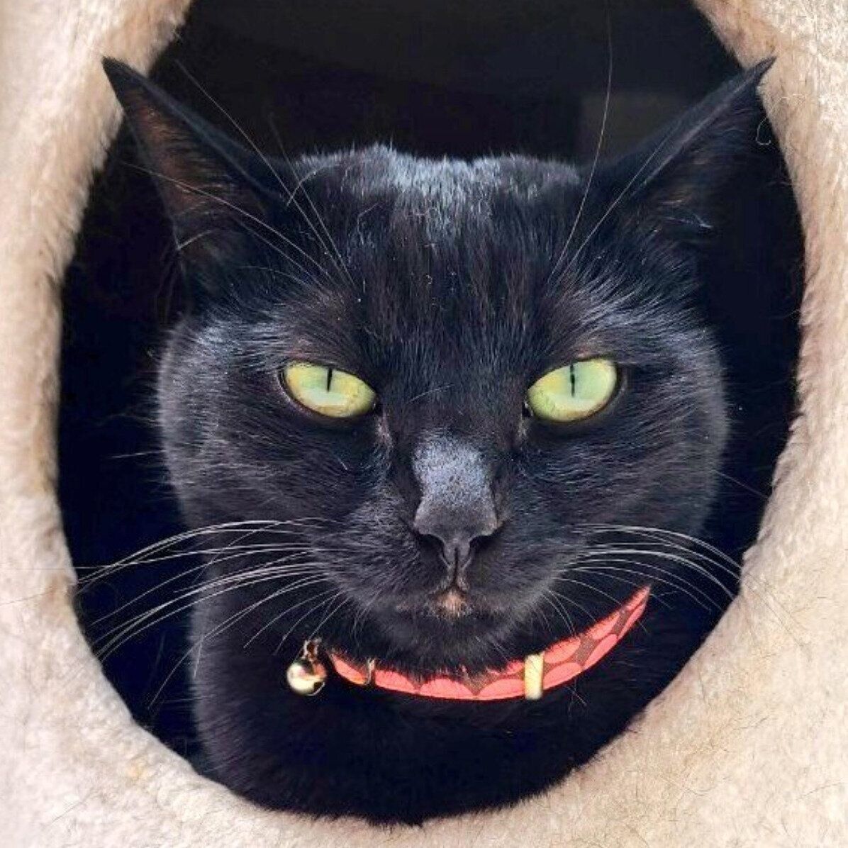 まったりするルージュちゃん