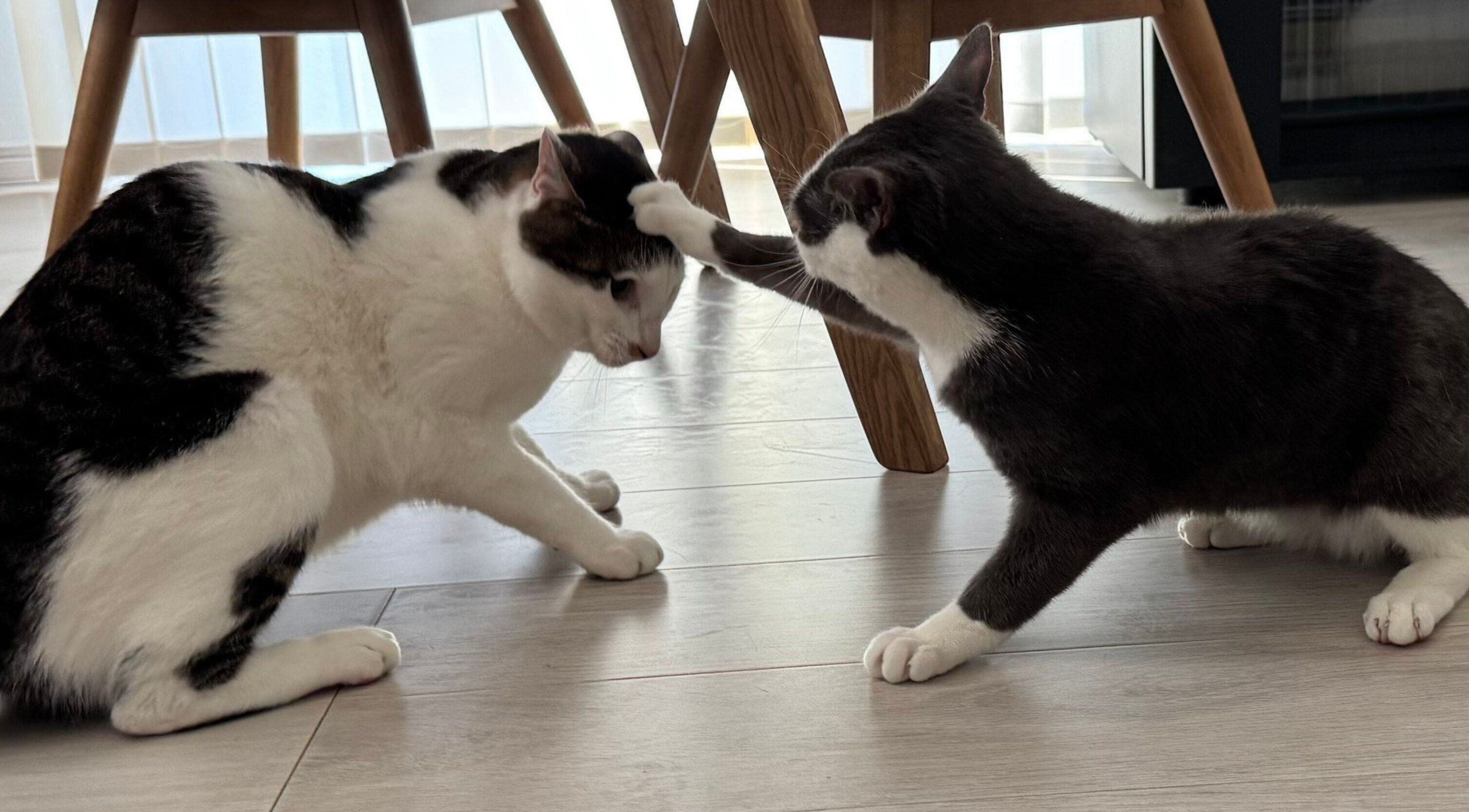 弟猫・プランスくんとじゃれるセロイくん