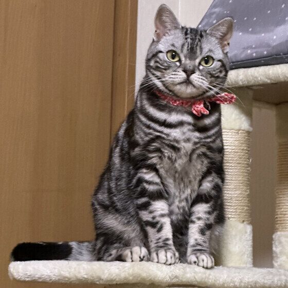 アメリカンショートヘアのこごみちゃん