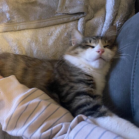 Mix（キジトラ）のアオくん♪