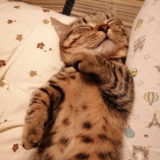 眠るマンチカン