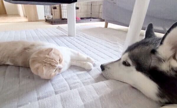 はっちゃんの鼻を触りたいじゅんちゃん