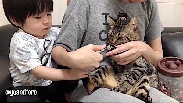 爪を切られる猫