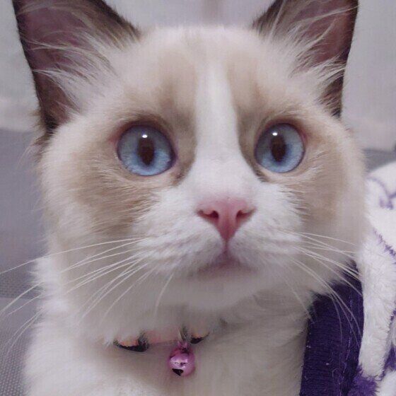 ラグドールのしずかちゃん