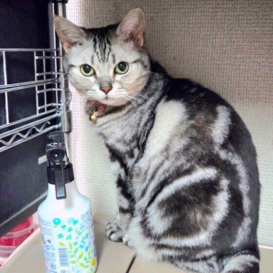 アメリカンショートヘア　みーちゃん