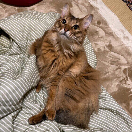 ソマリのそらちくん