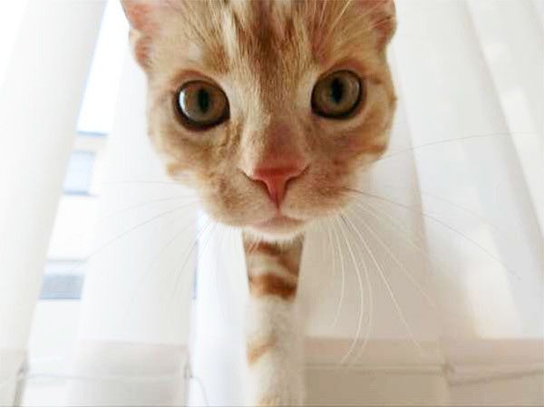 顔を出すアメリカンショートヘア