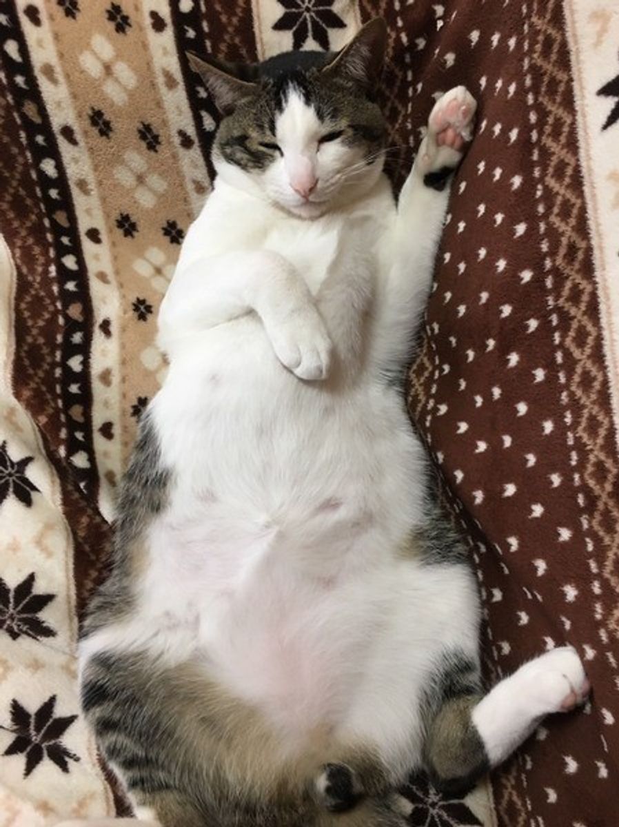 愛猫データに異常あり 自宅で簡単ヘルスチェック術教えます ねこのきもちweb Magazine 愛猫データに異常あり 自宅で簡単ヘルスチェック術教えます ねこのきもちweb Magazine