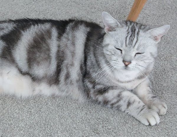 猫からのYESサインとは