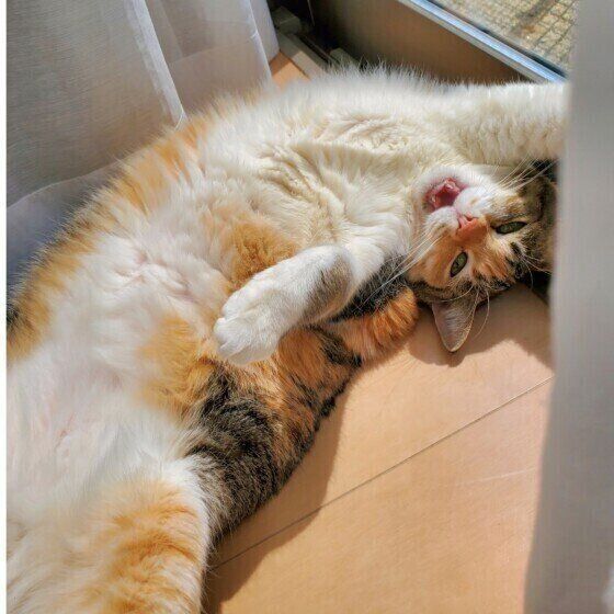 MIX　ミケのまといちゃん