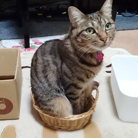 箱におさまる猫