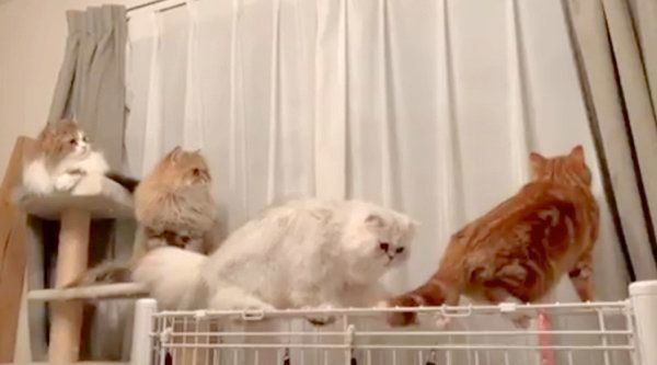 虫を観察する4匹の猫