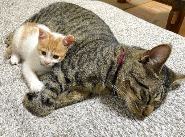 仲良くくっつくうにくん、もずくくん