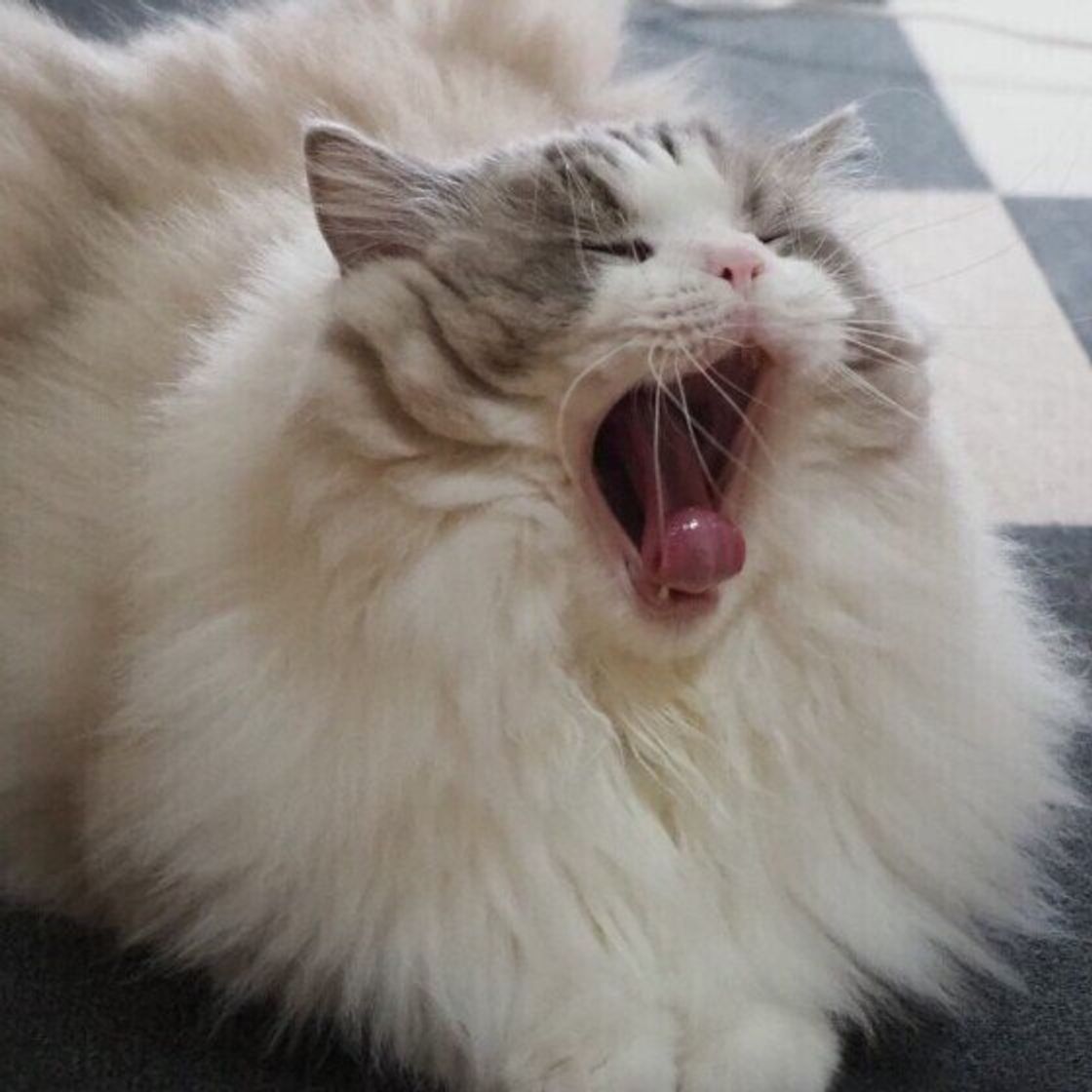 獣医師監修 猫に豆苗を与えるときは注意が必要 与えるメリットとデメリットを解説 ねこのきもちweb Magazine 獣医師監修 猫に豆苗を与えるときは注意が必要 与えるメリットとデメリットを解説 ねこのきもちweb Magazine