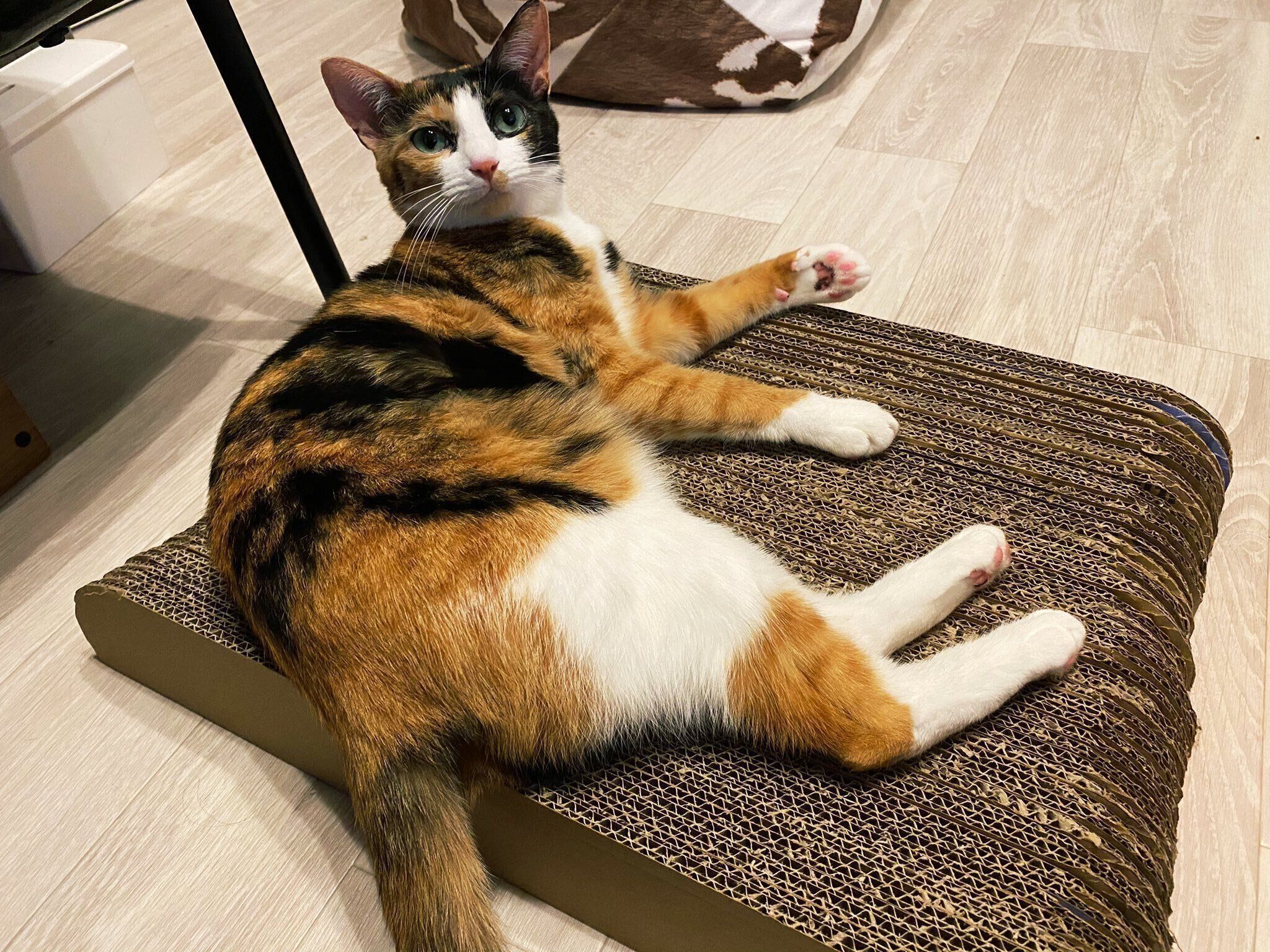 ダンボールで爪研ぎ