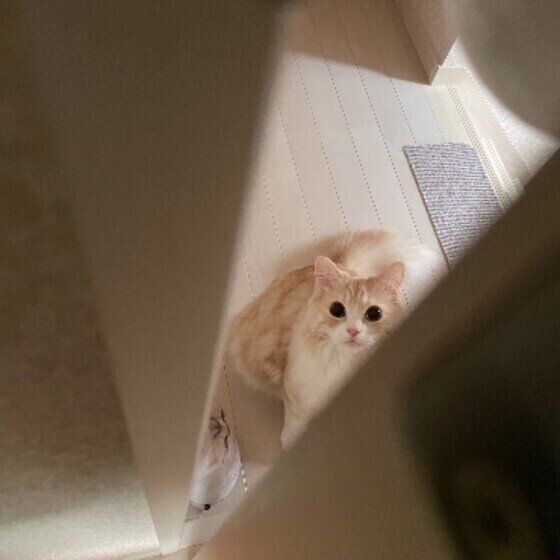 出待ちするマンチカンのモカくん