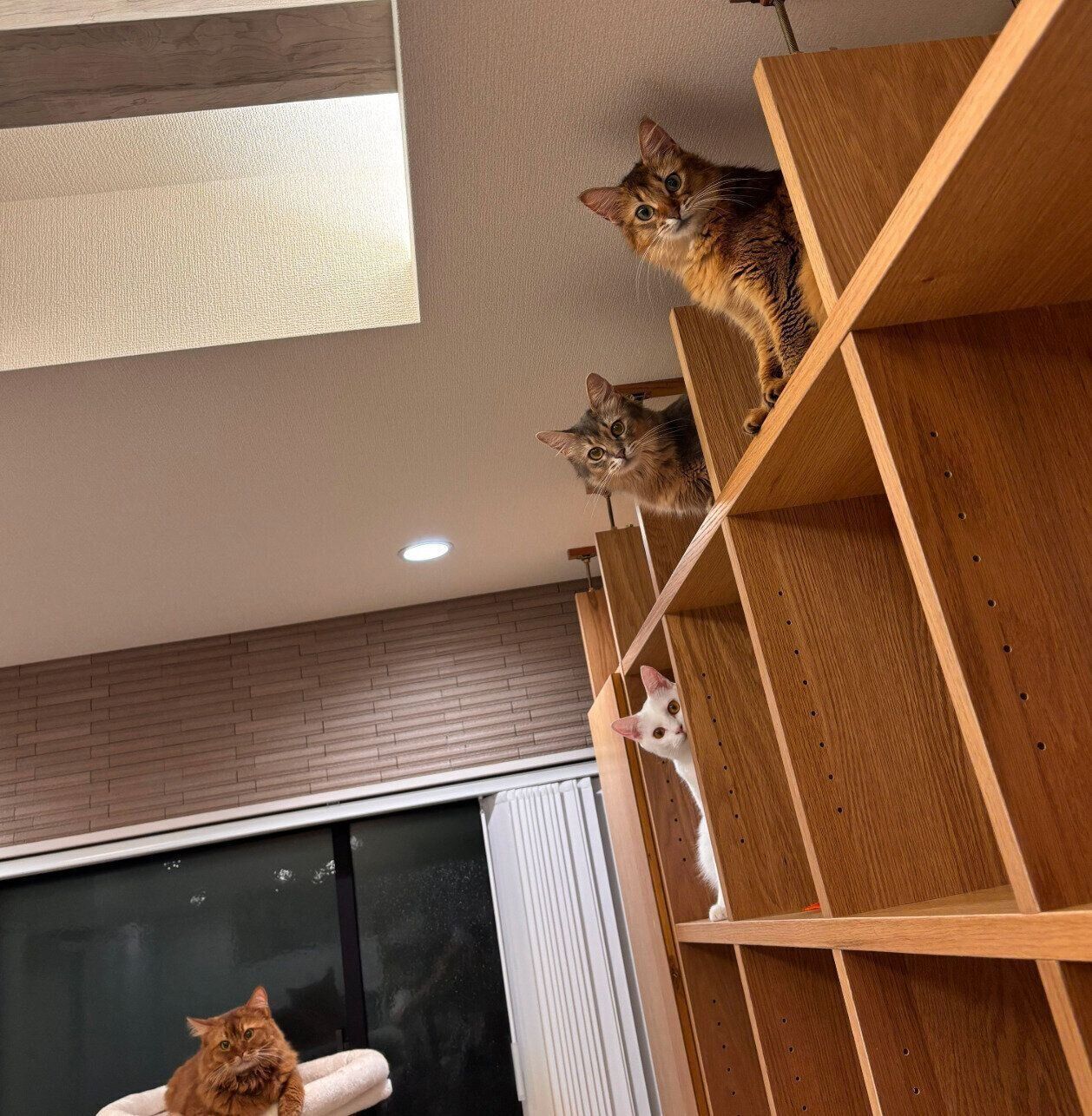 見つめる猫たち