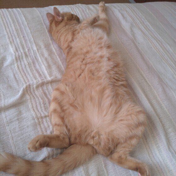 ヘソ天をする茶トラMIXの霜月くん