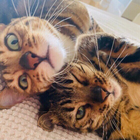 ベンガルの親子