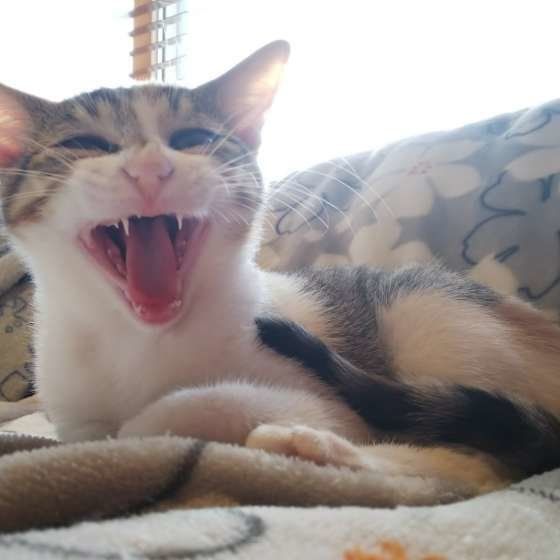 大きな口を開ける猫