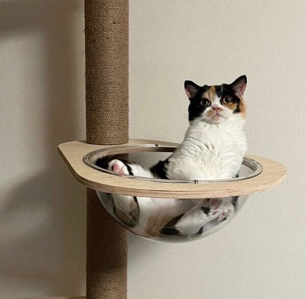 キャットタワーでくつろぐおあげちゃん