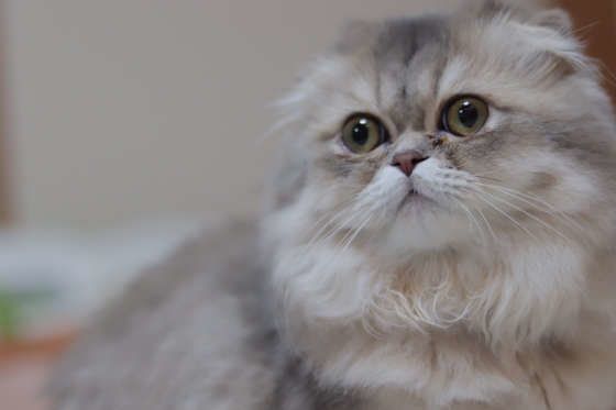 スコティッシュフォールド・ロングヘアのアップ