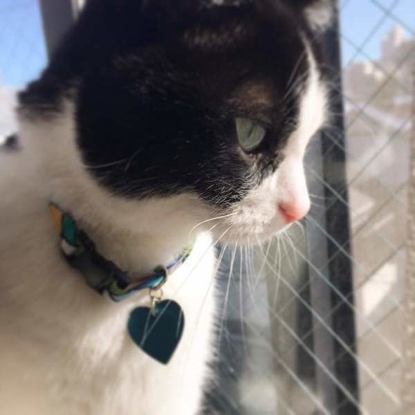 刑事ドラマさながらのニャルソックに勤しむ福太郎