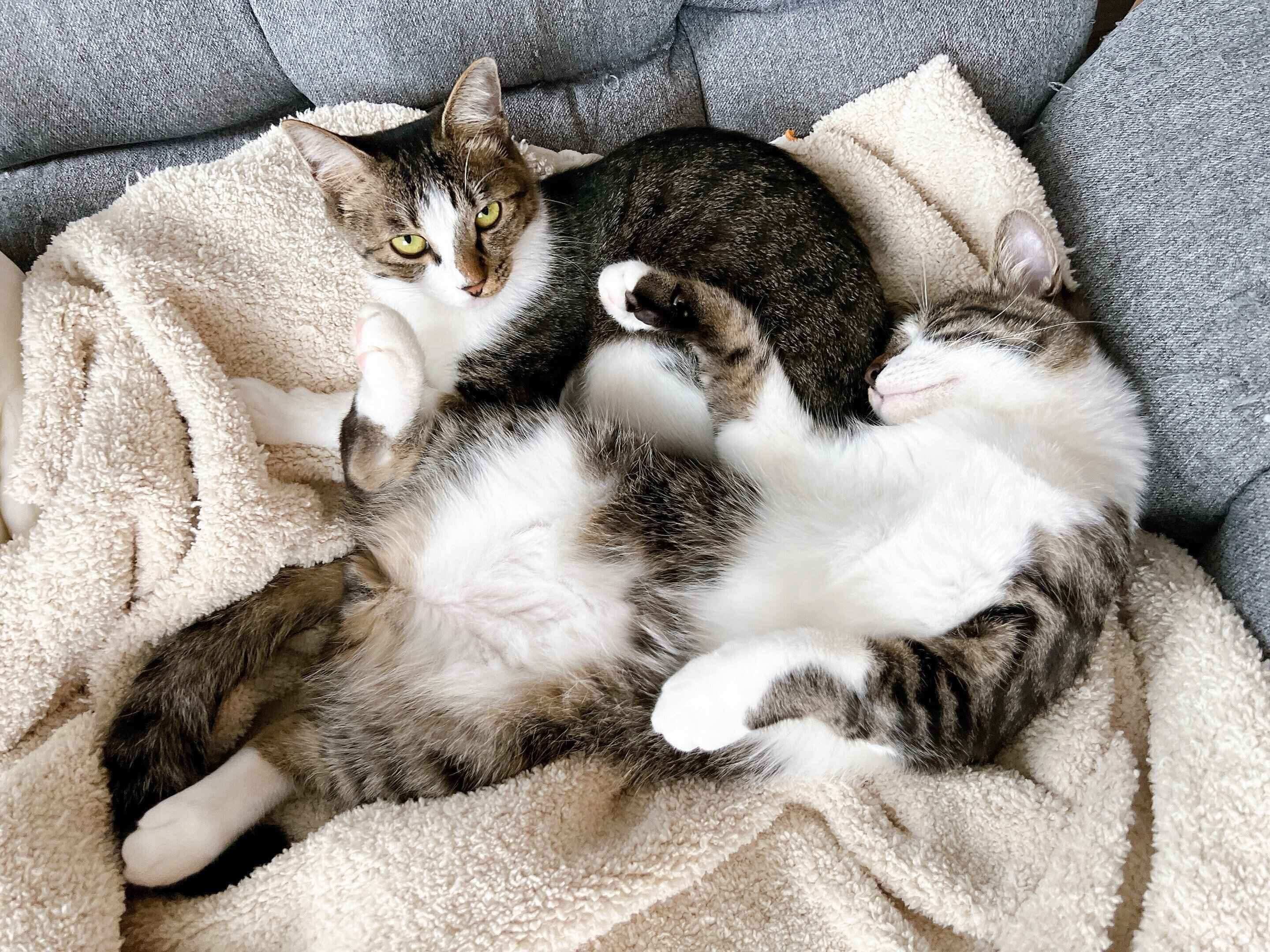 仲良しなラテちゃん、チャイくん