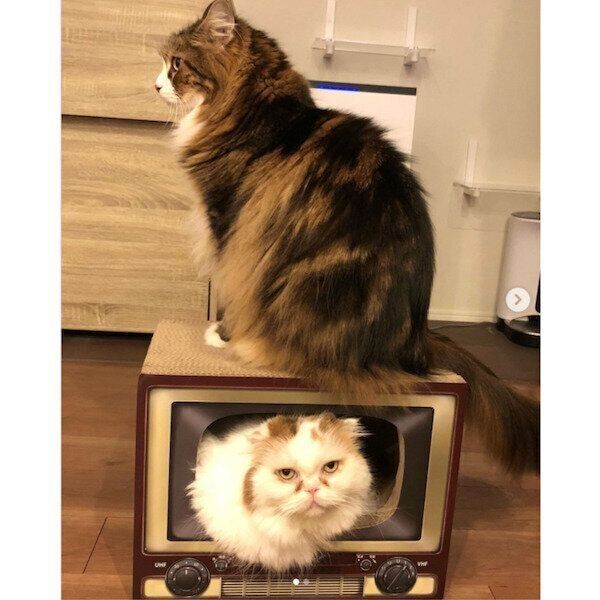 「KeyTail（キーテイル）の爪とぎ」