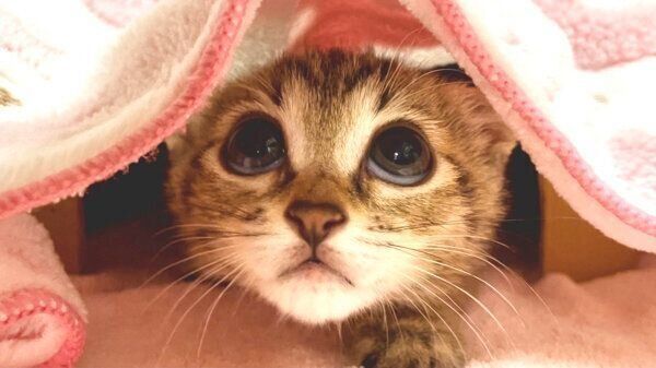 大きな目が可愛いあめちゃん