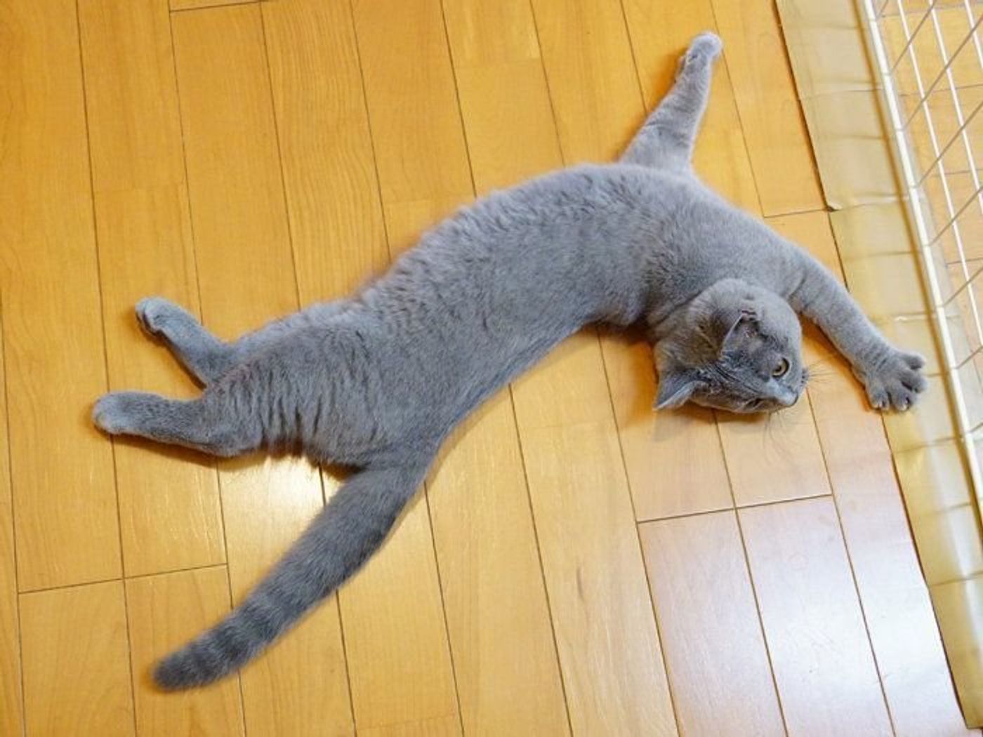 猫のシッポをふんじゃった 本日もねこ晴れなり Vol 228 ねこのきもちweb Magazine 猫のシッポをふんじゃった 本日もねこ晴れなり Vol 228 ねこのきもちweb Magazine