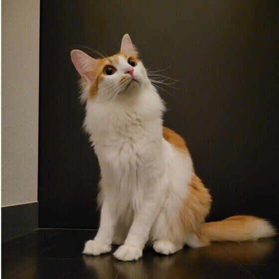 見上げるゆずくん（MIX）