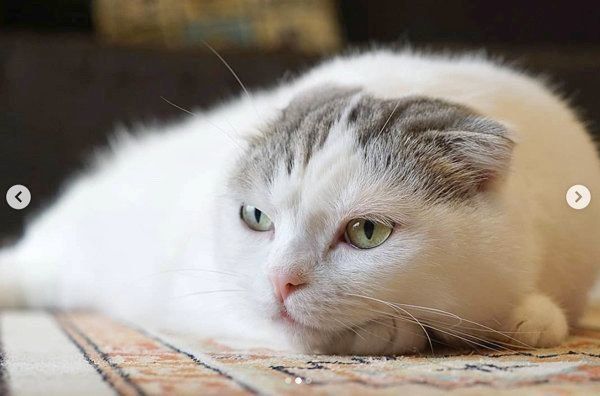 寝そべるスコティッシュフォールド